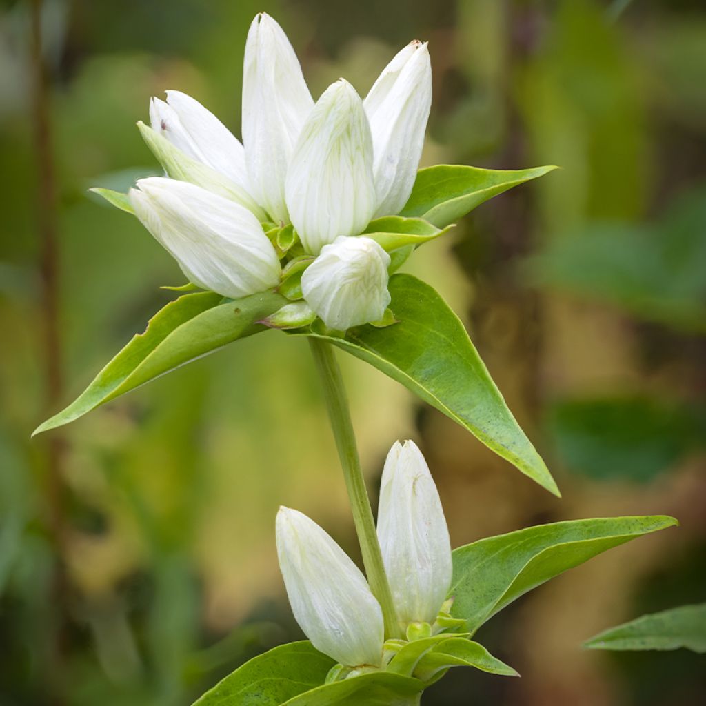 Metsäkatkero var. alba