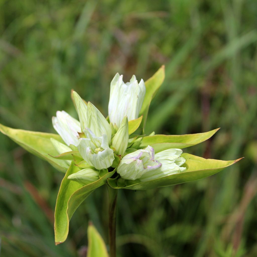 Metsäkatkero var. alba