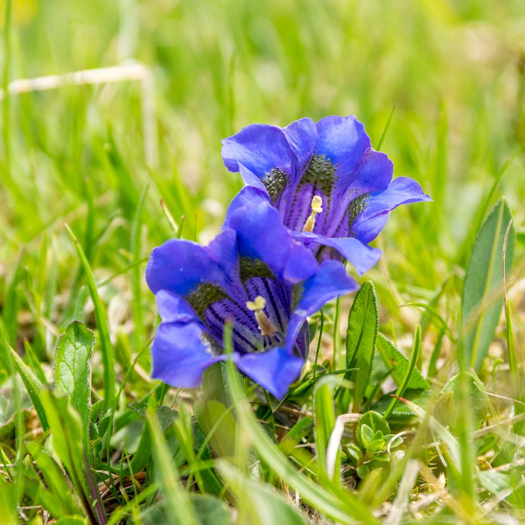 Alppikatkero - Gentiana acaulis
