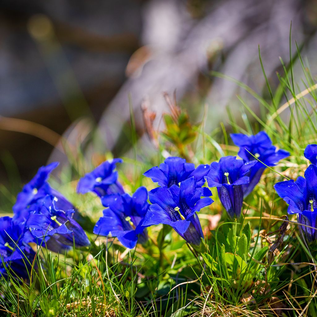 Alppikatkero - Gentiana acaulis