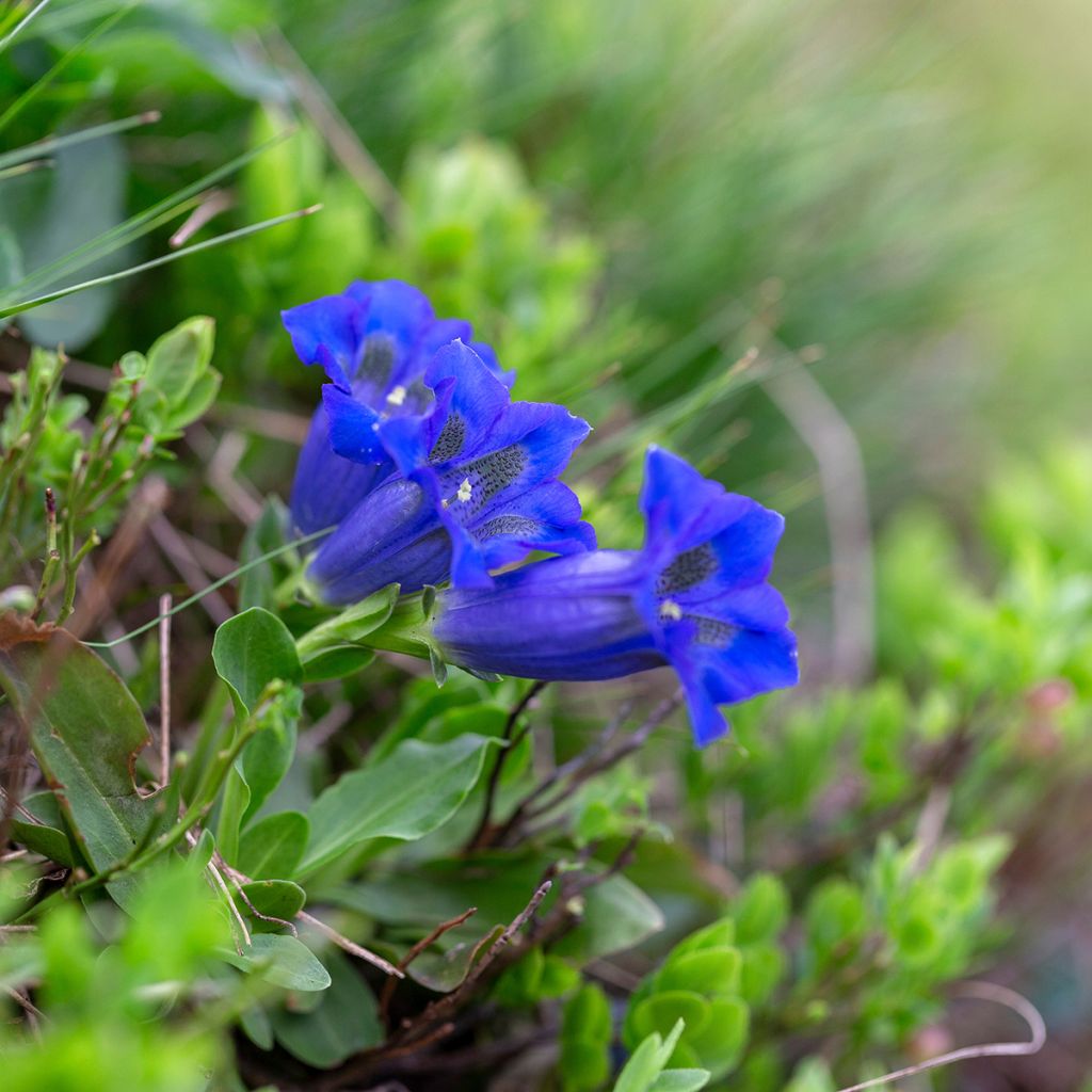 Alppikatkero - Gentiana acaulis