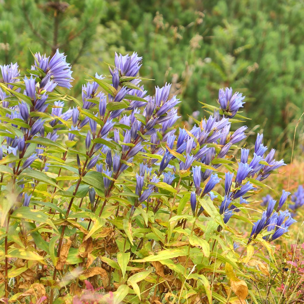 Metsäkatkero - Gentiana asclepiadea