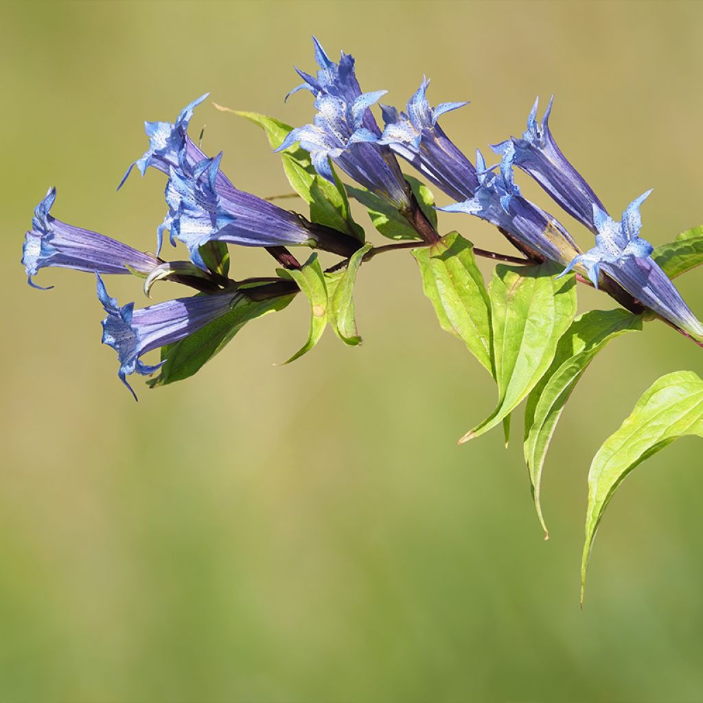Metsäkatkero - Gentiana asclepiadea