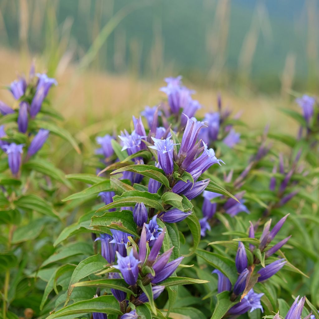 Metsäkatkero - Gentiana asclepiadea