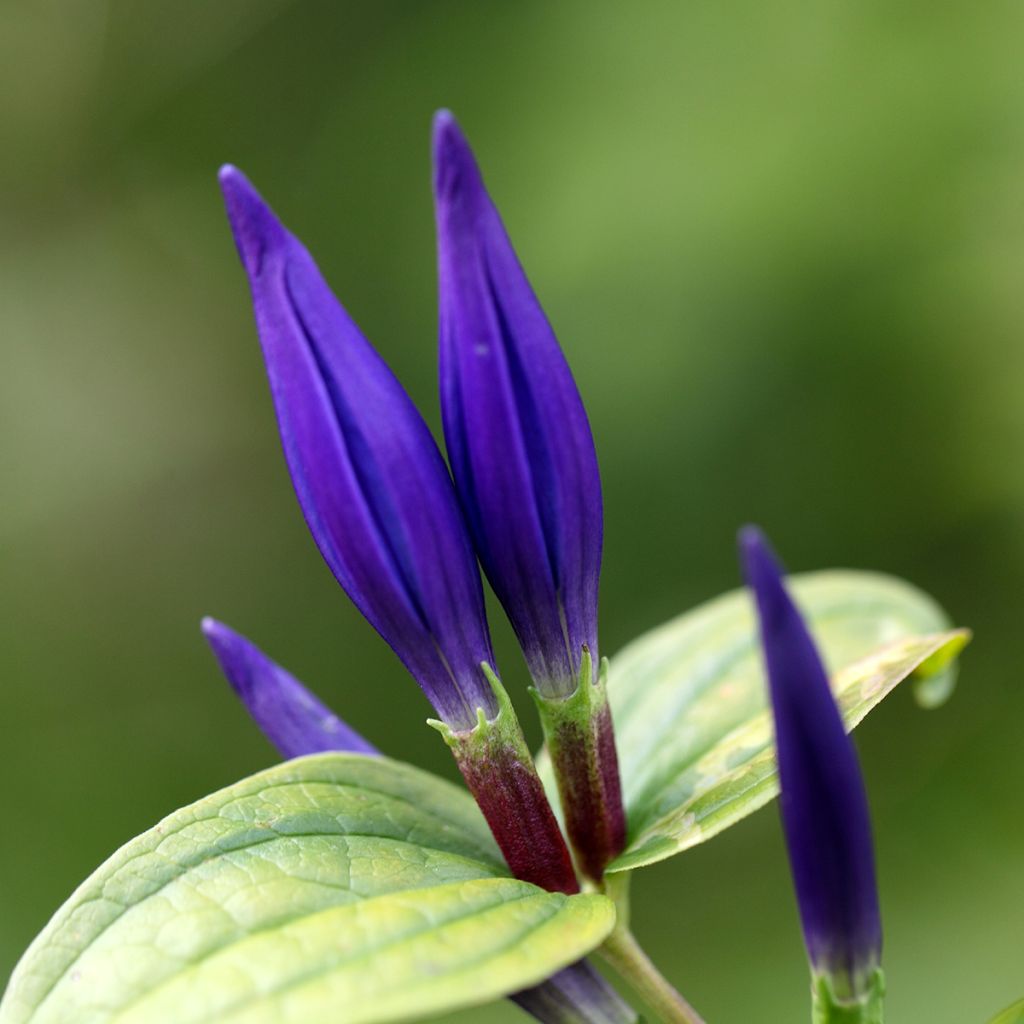 Metsäkatkero - Gentiana asclepiadea