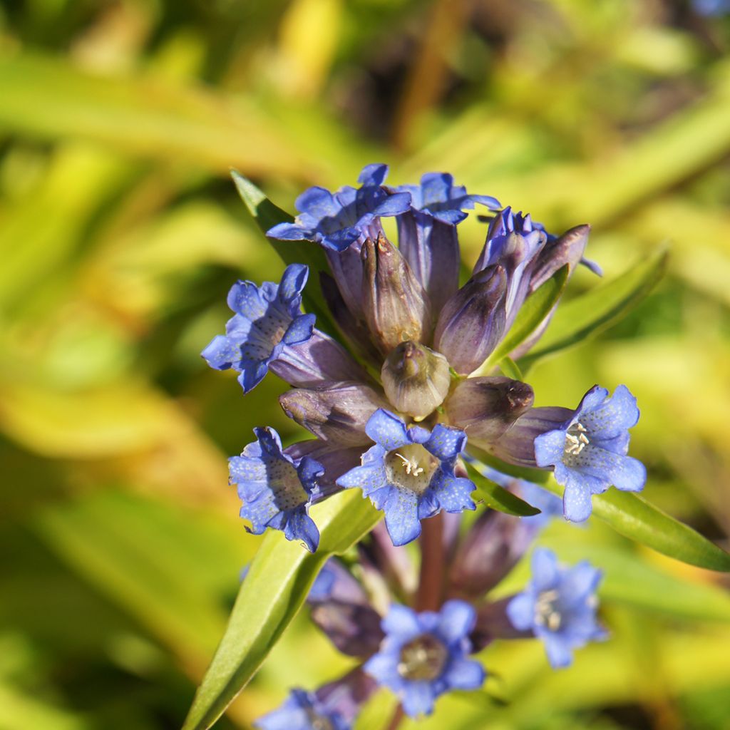 Rönsykatkero - Gentiana dahurica