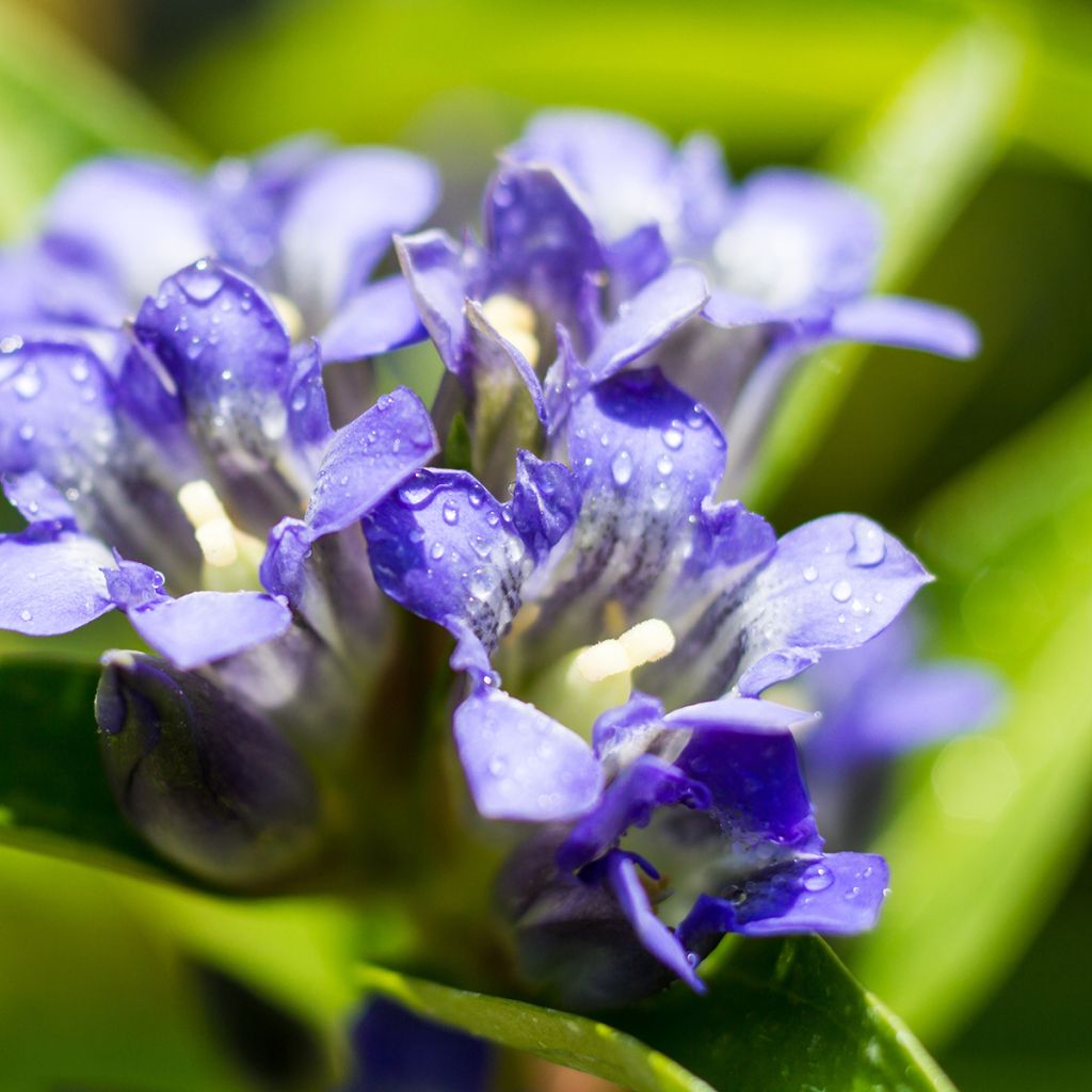 Rönsykatkero - Gentiana dahurica