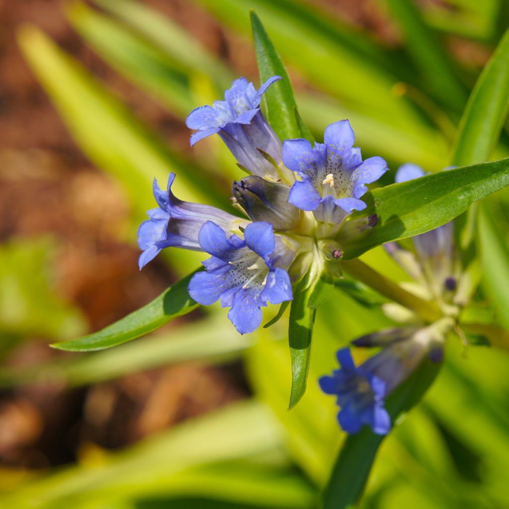 Rönsykatkero - Gentiana dahurica