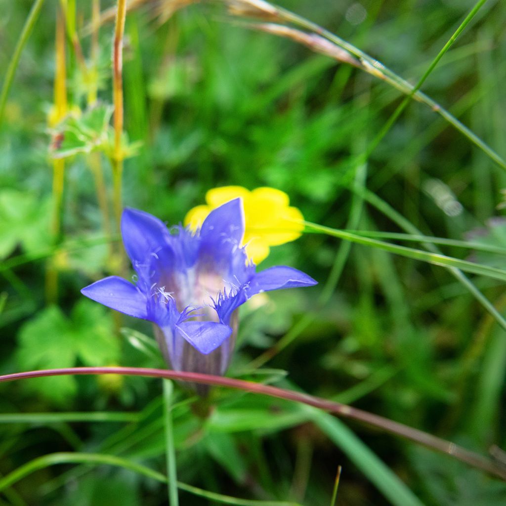 Kaukasiantörmäkatkero - Gentiana septemfida var. lagodechiana