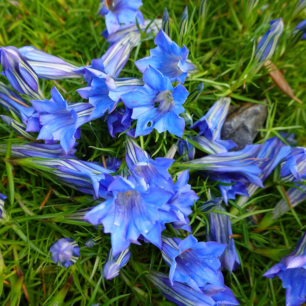 Syyskatkero - Gentiana sino-ornata
