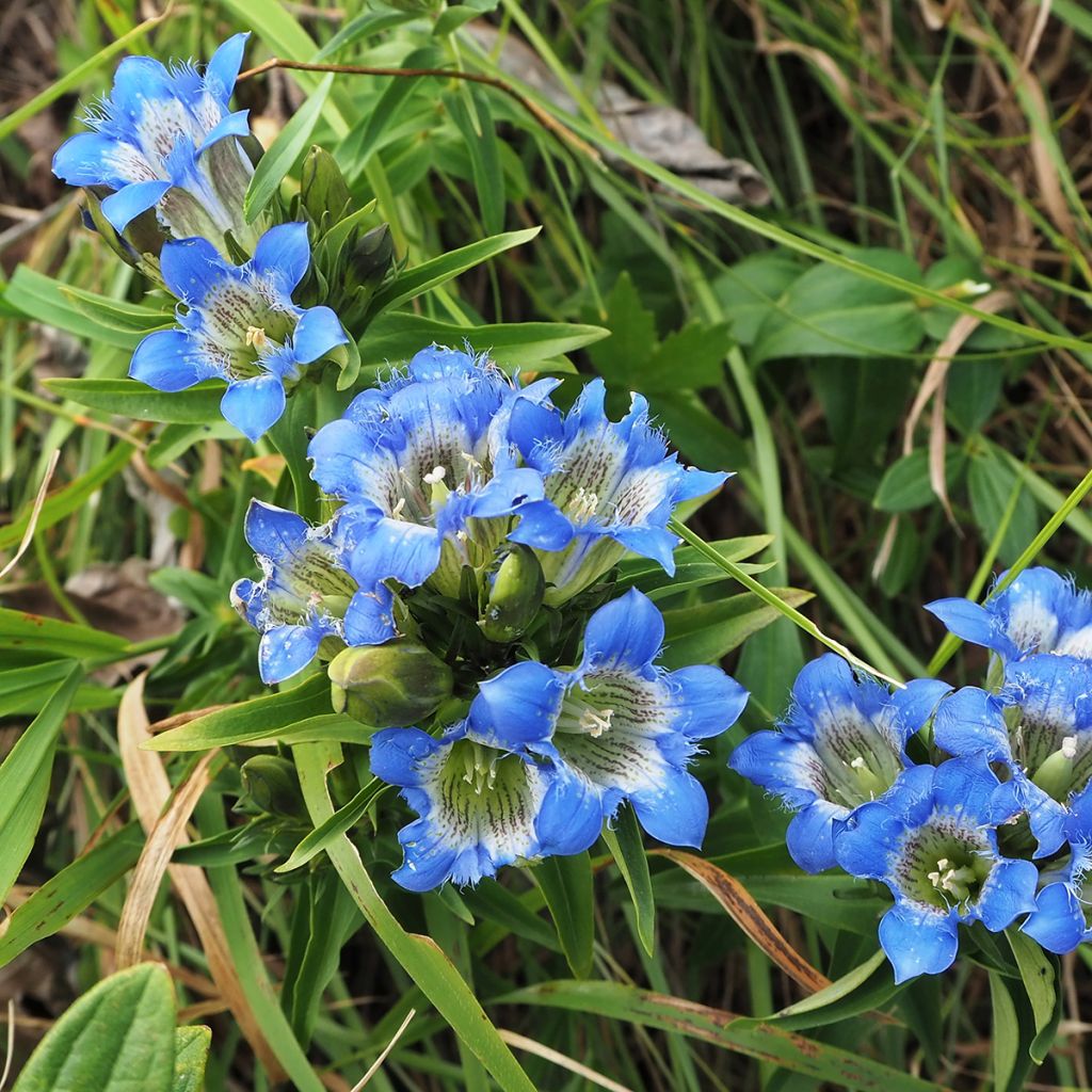 Syyskatkero - Gentiana sino-ornata