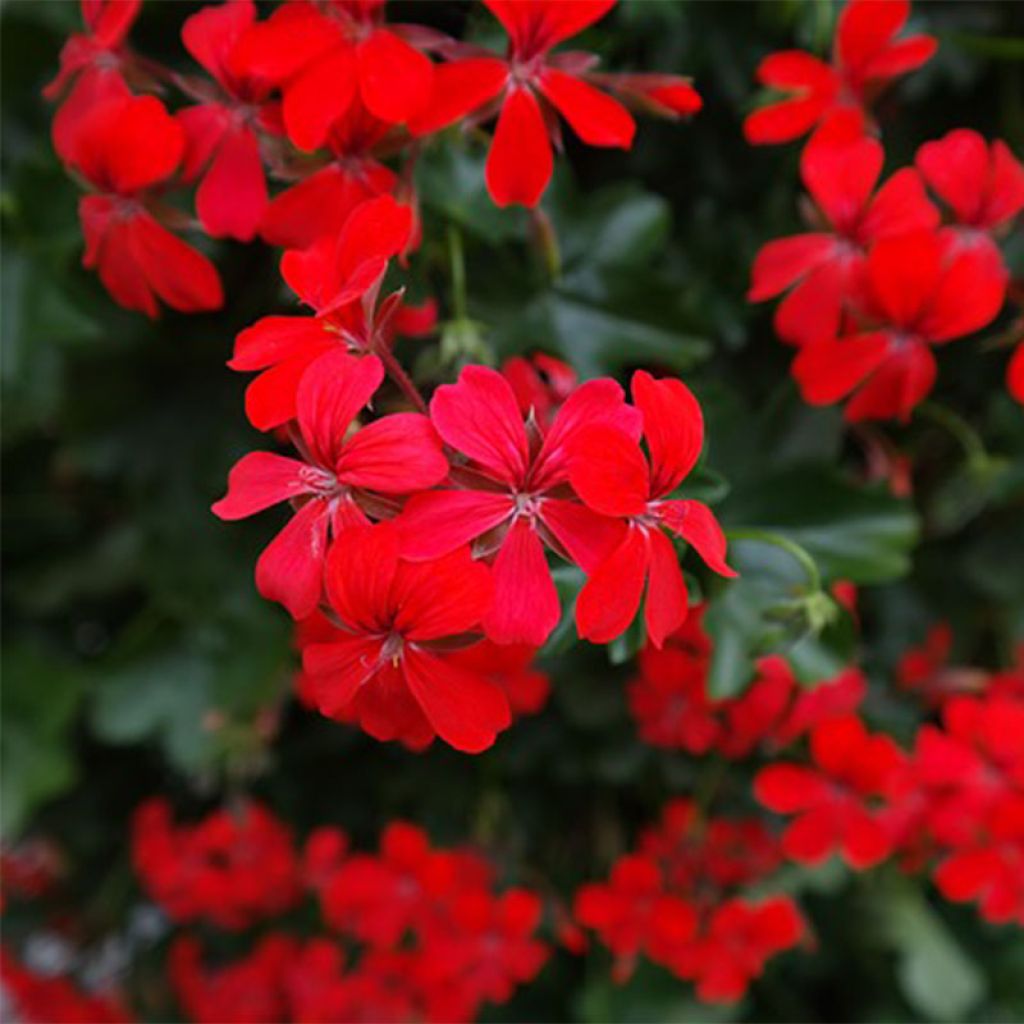 Riippapelargoni Balcon Imperial Red, rouge