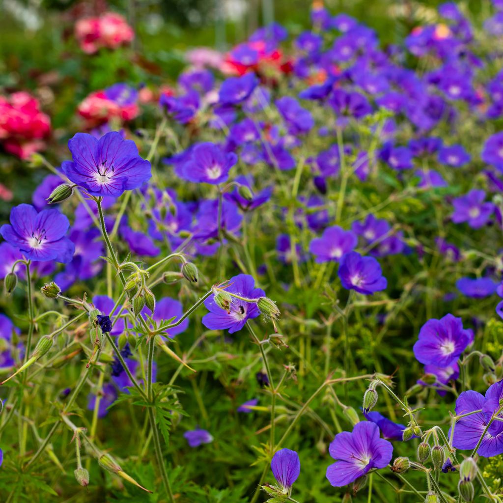 Jalokurjenpolvi Eureka Blue