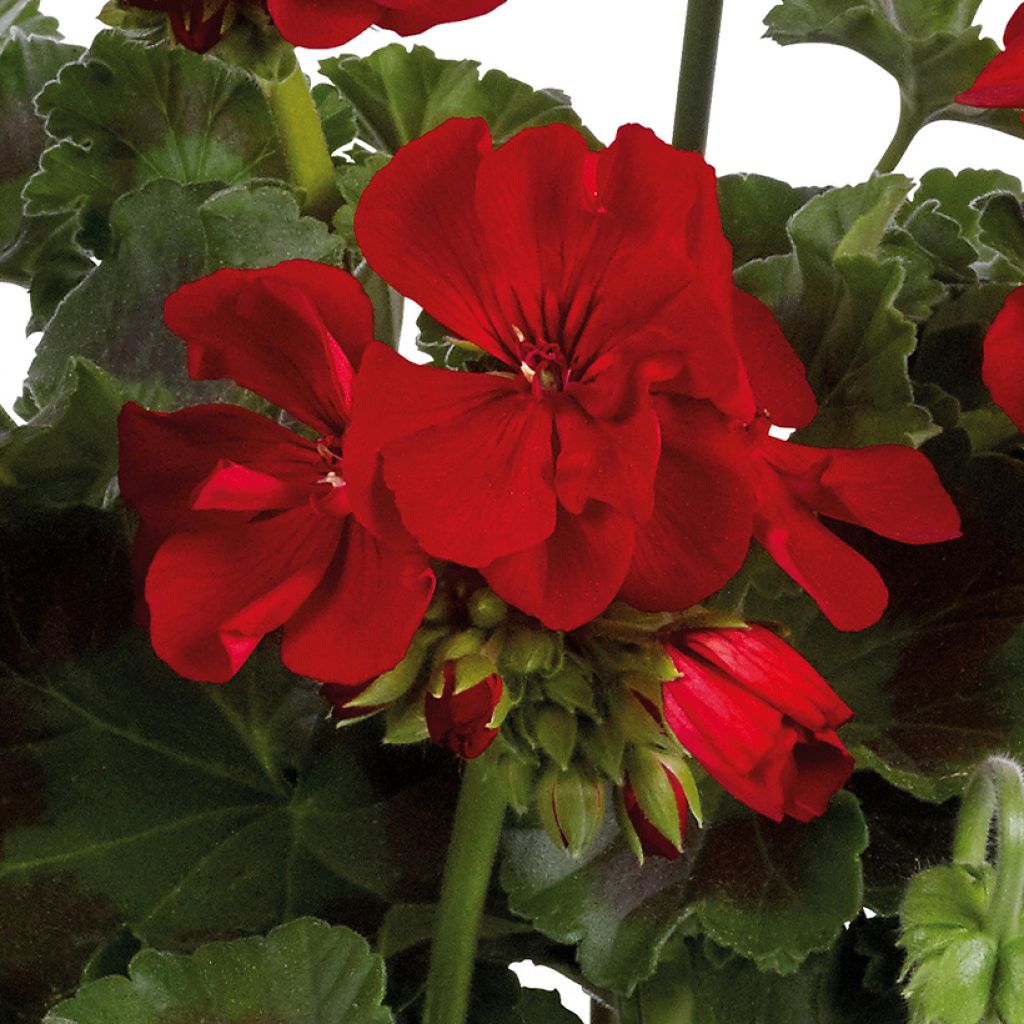 Enkelipelargoni Galaxy Dark Red