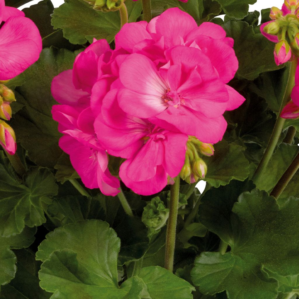 Enkelipelargoni Galaxy Rose