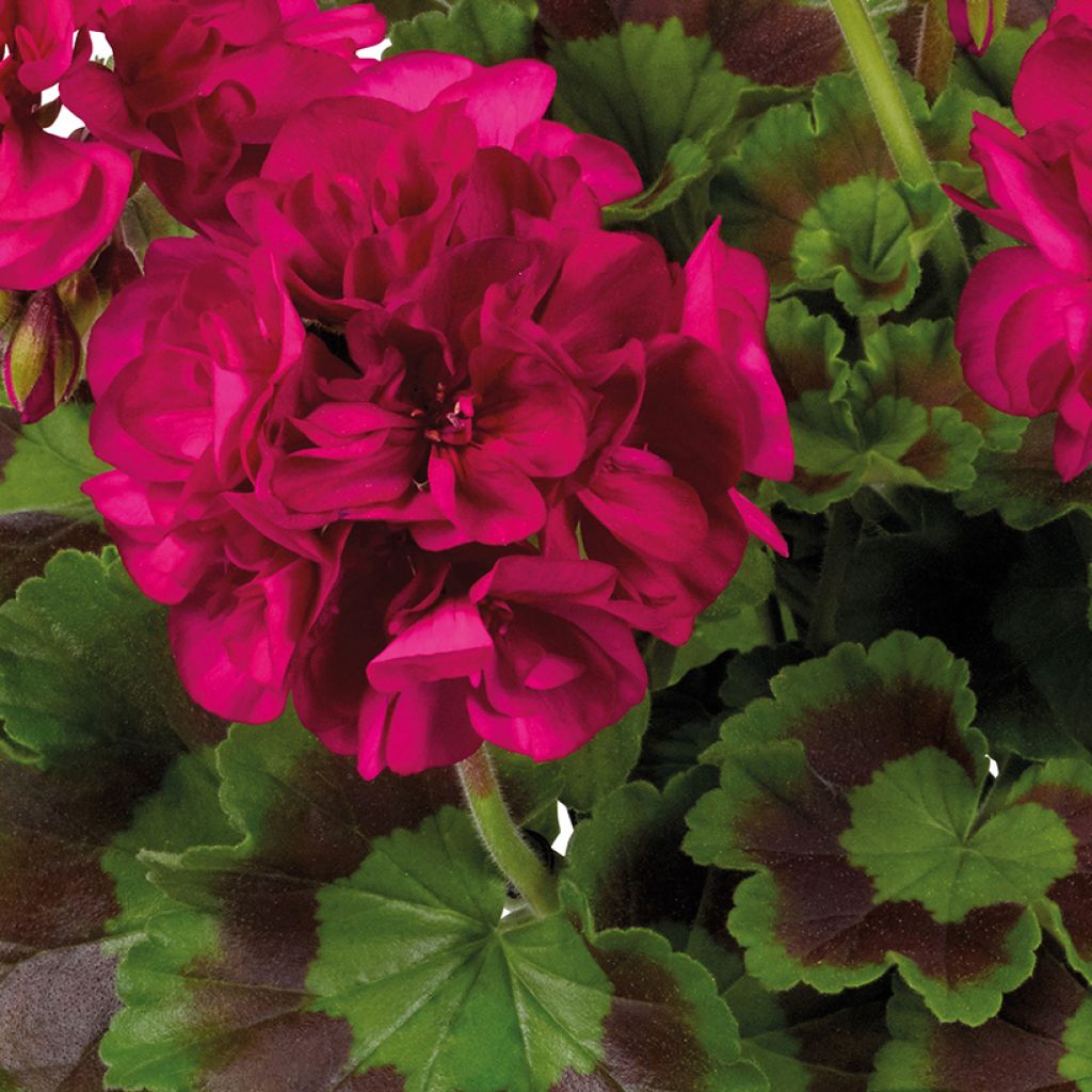 Enkelipelargoni Galaxy Violet