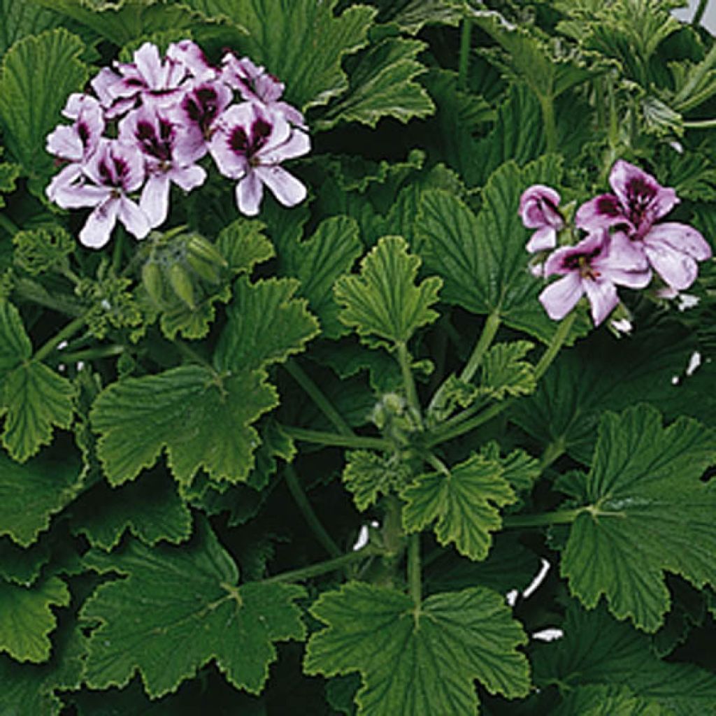 Tuoksupelargoni Orange Fizz