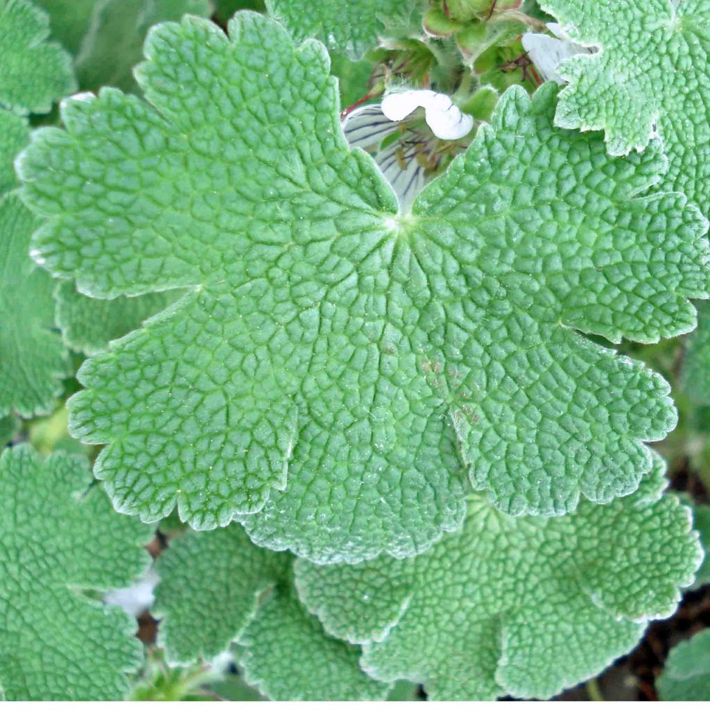Nyppykurjenpolvi - Geranium renardii
