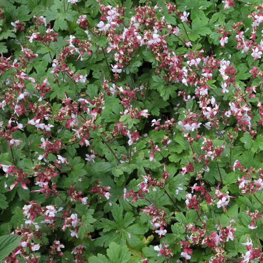 Tuoksukurjenpolvi Spessart