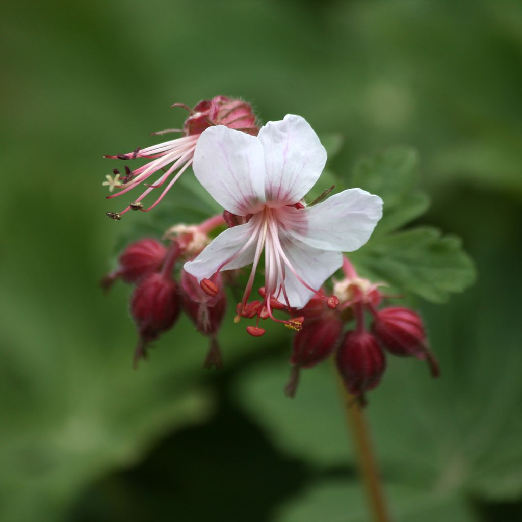 Tuoksukurjenpolvi Spessart