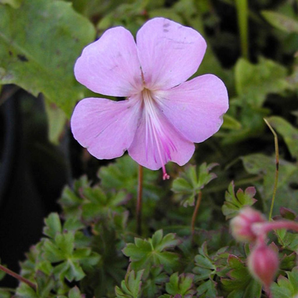 Dalmatiankurjenpolvi - Geranium dalmaticum