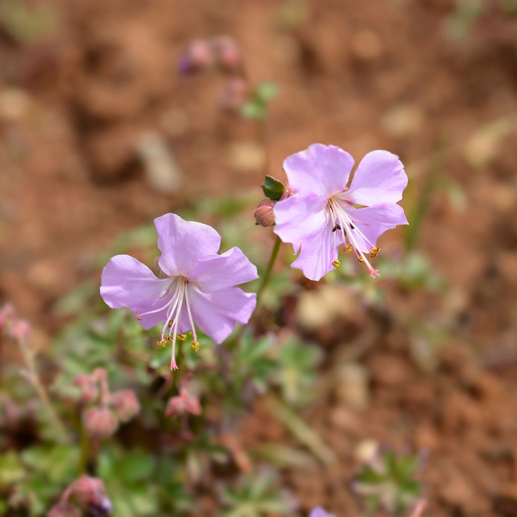 Dalmatiankurjenpolvi - Geranium dalmaticum