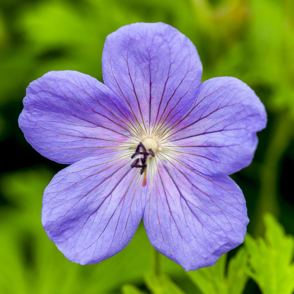 Idänkurjenpolvi Irish Blue