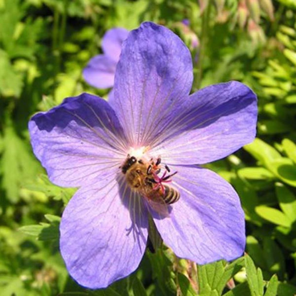 Jalokurjenpolvi Johnson's blue