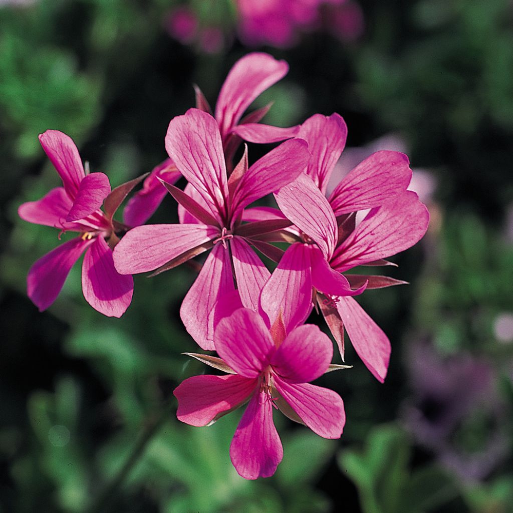 Riippapelargoni Balcon Lilas Lila