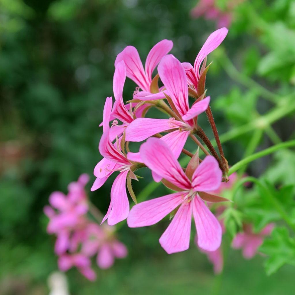 Riippapelargoni Balcon Lilas Lila