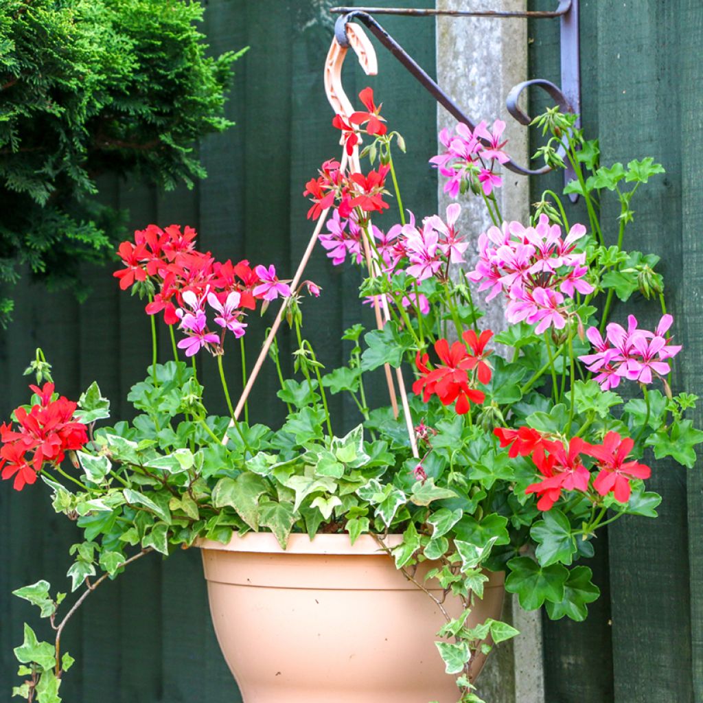 Riippapelargoni Balcon Lilas Lila