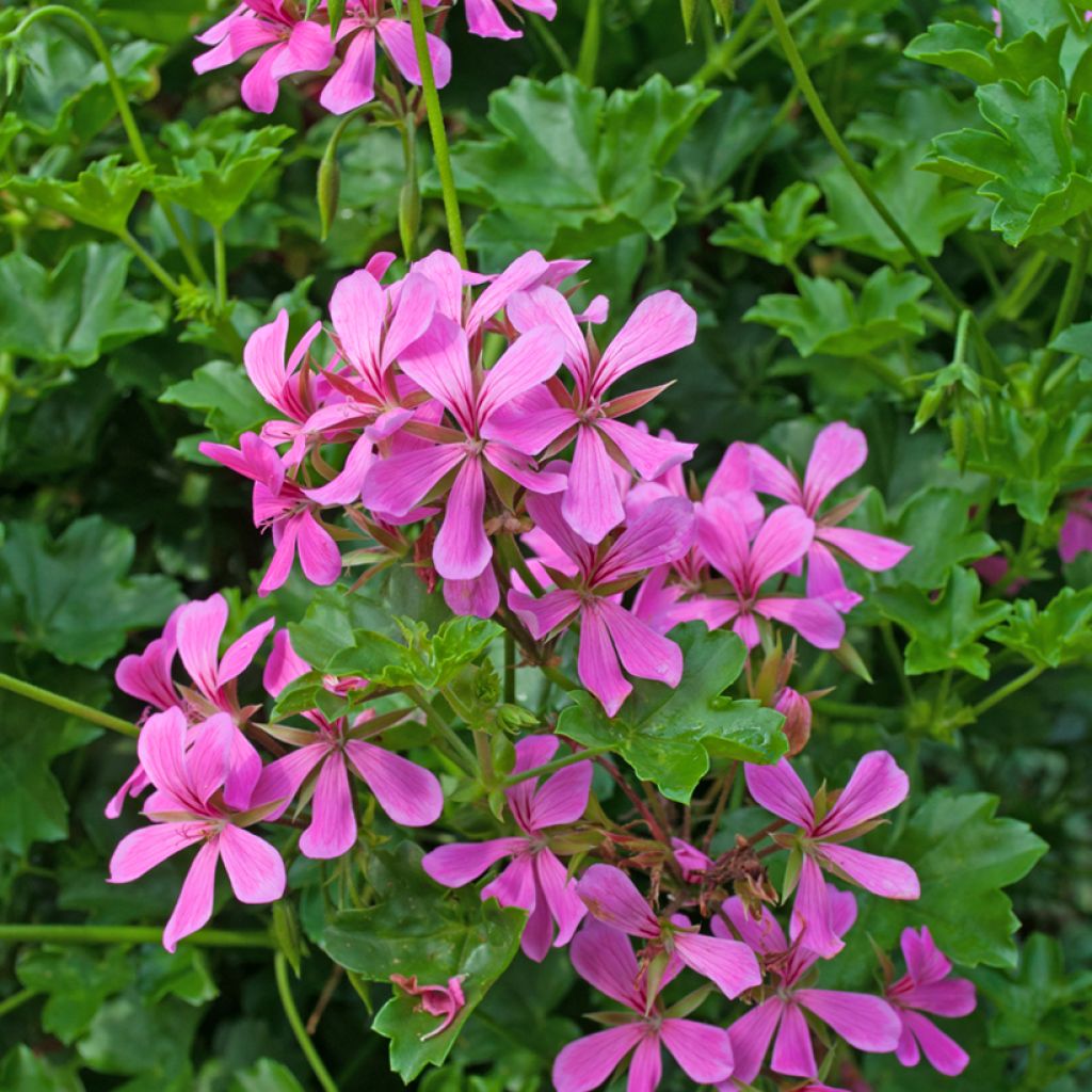 Riippapelargoni Balcon Lilas Lila