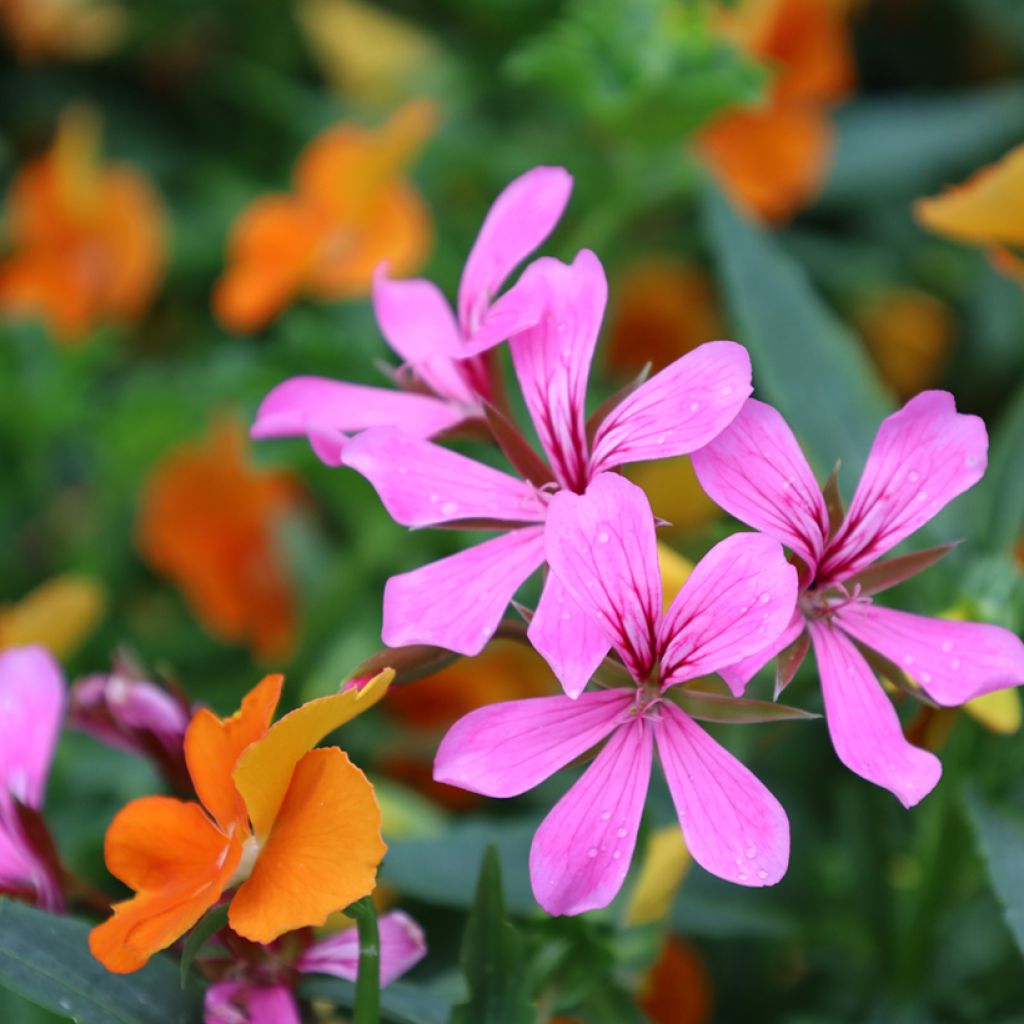 Riippapelargoni Balcon Lilas Lila