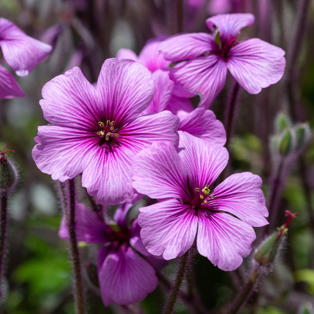 Madeirankurjenpolvi - Geranium maderense