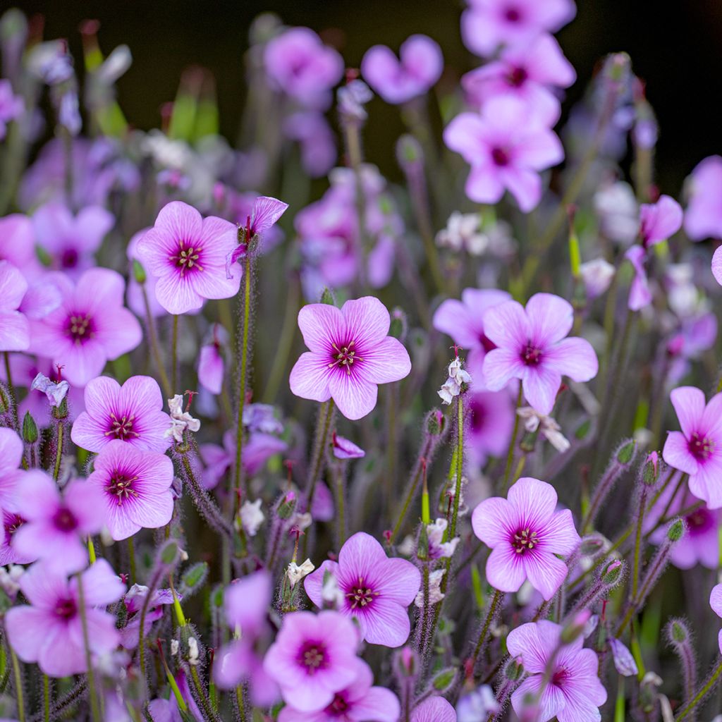 Madeirankurjenpolvi - Geranium maderense