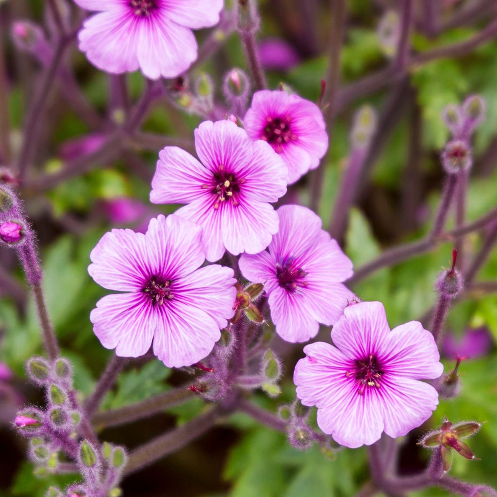 Madeirankurjenpolvi - Geranium maderense