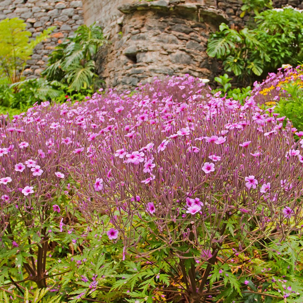 Madeirankurjenpolvi - Geranium maderense