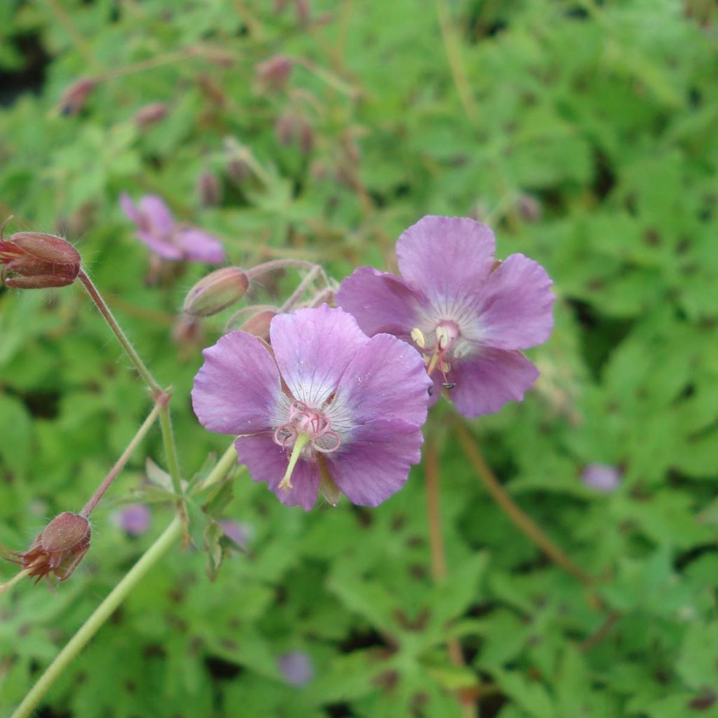 Géranium monacense Claudine Dupont