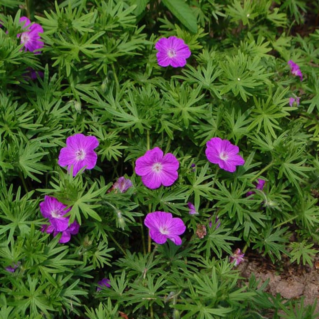 Verikurjenpolvi - Geranium sanguineum