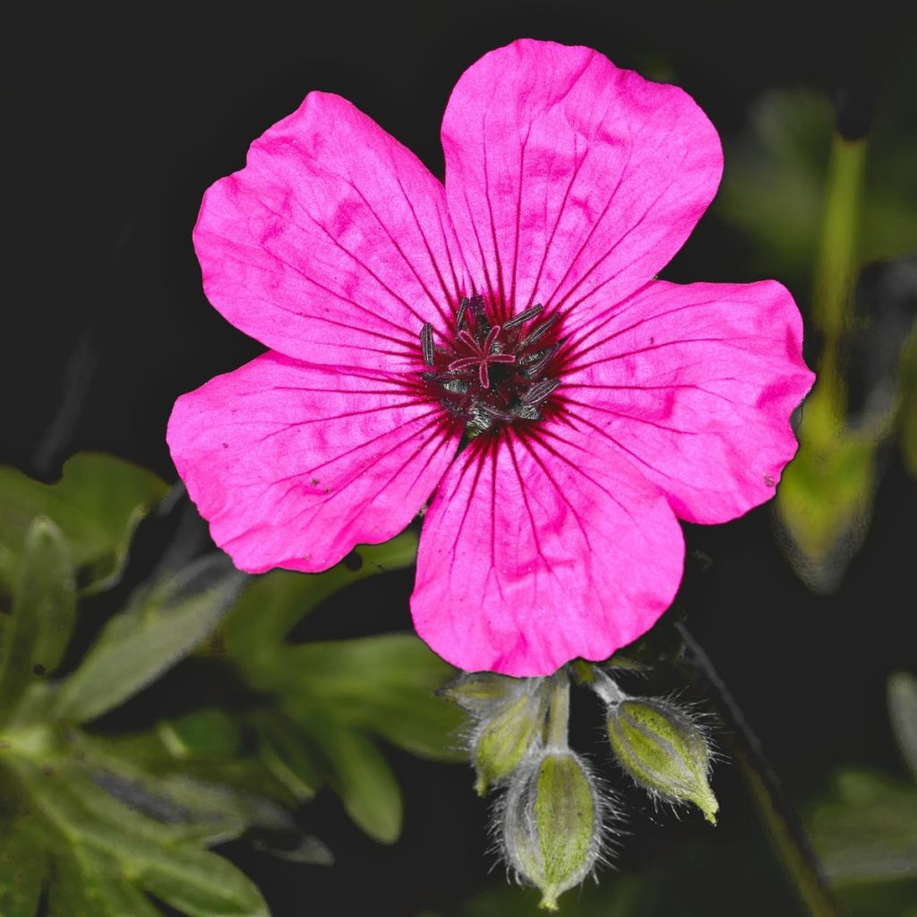 Harmaakurjenpolvi Jolly Jewel Purple