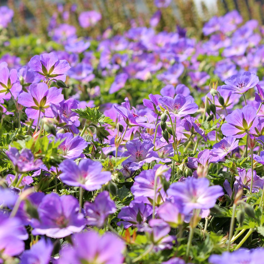 Jalokurjenpolvi Orion