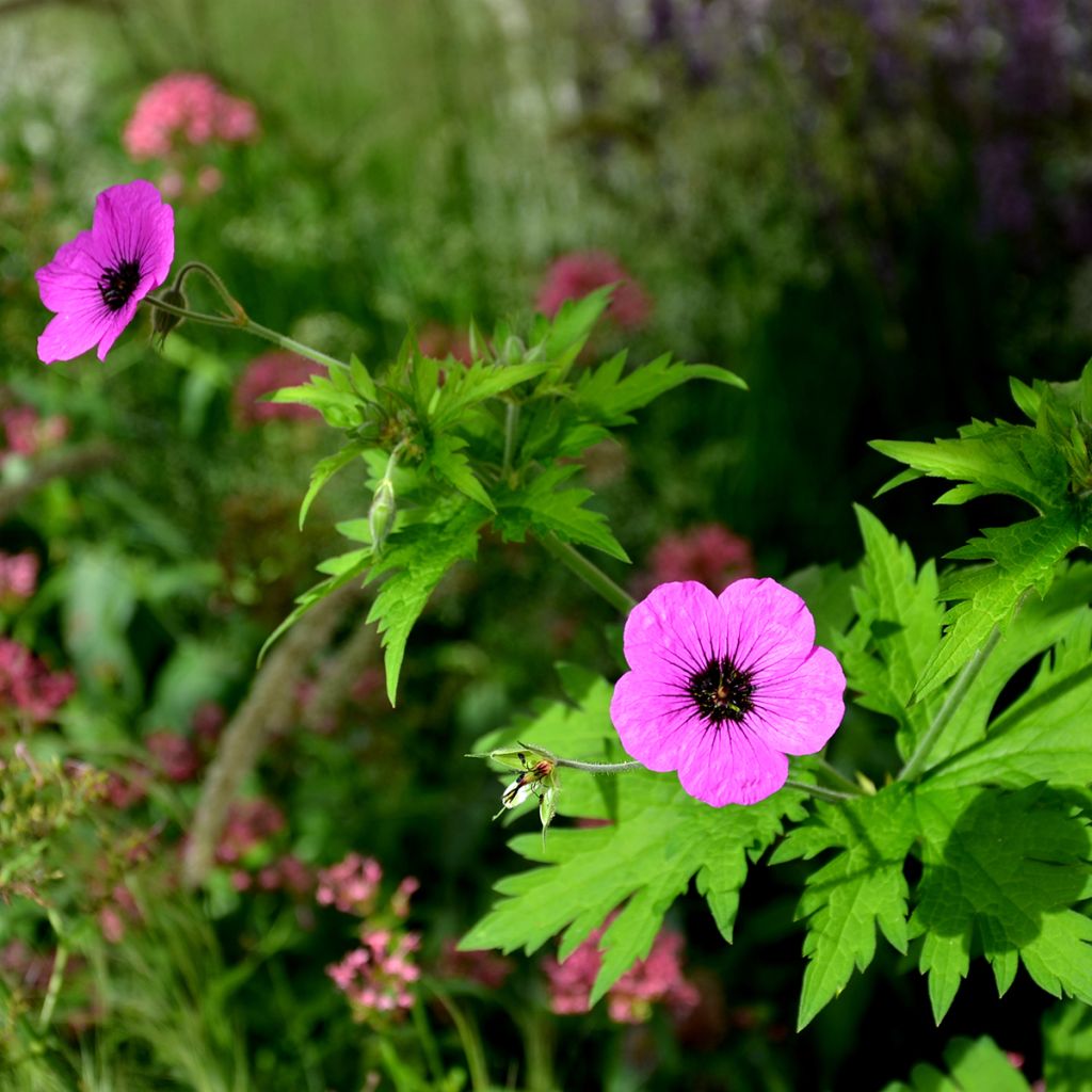Harmaakurjenpolvi - Geranium cinereum v. subcaulescens