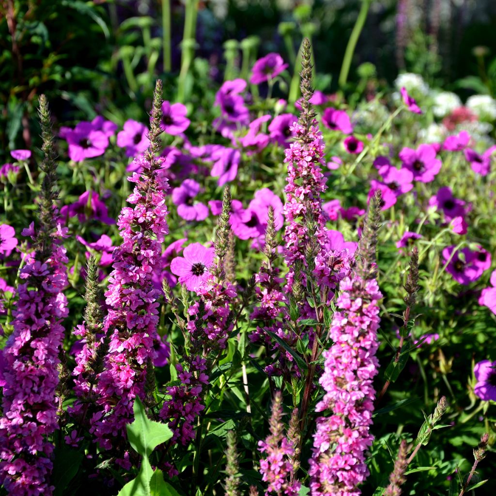 Harmaakurjenpolvi - Geranium cinereum v. subcaulescens