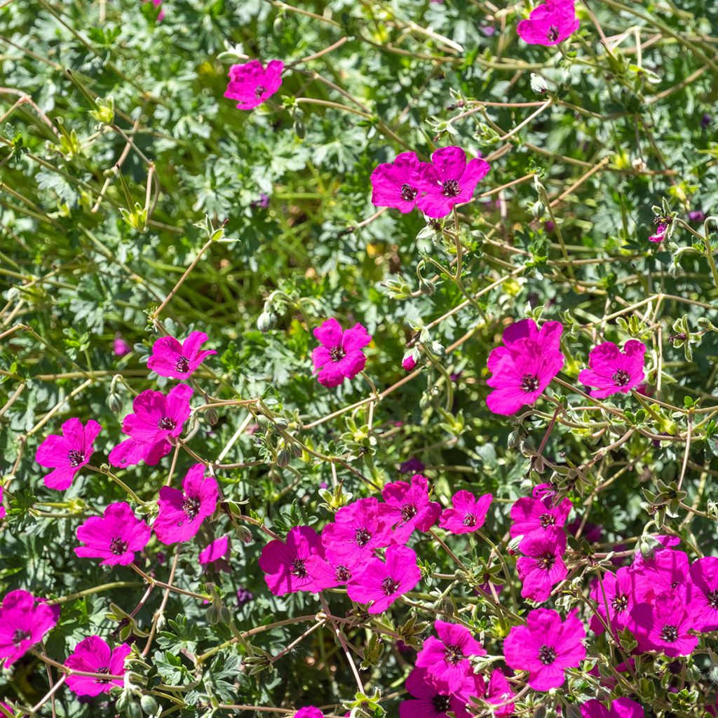 Harmaakurjenpolvi - Geranium cinereum v. subcaulescens