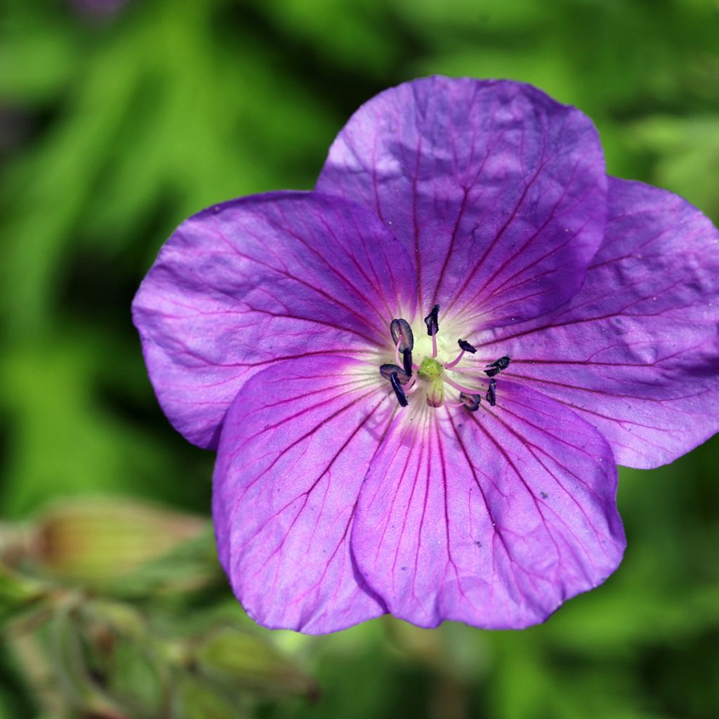 Kasmirinkurjenpolvi Kashmir Purple
