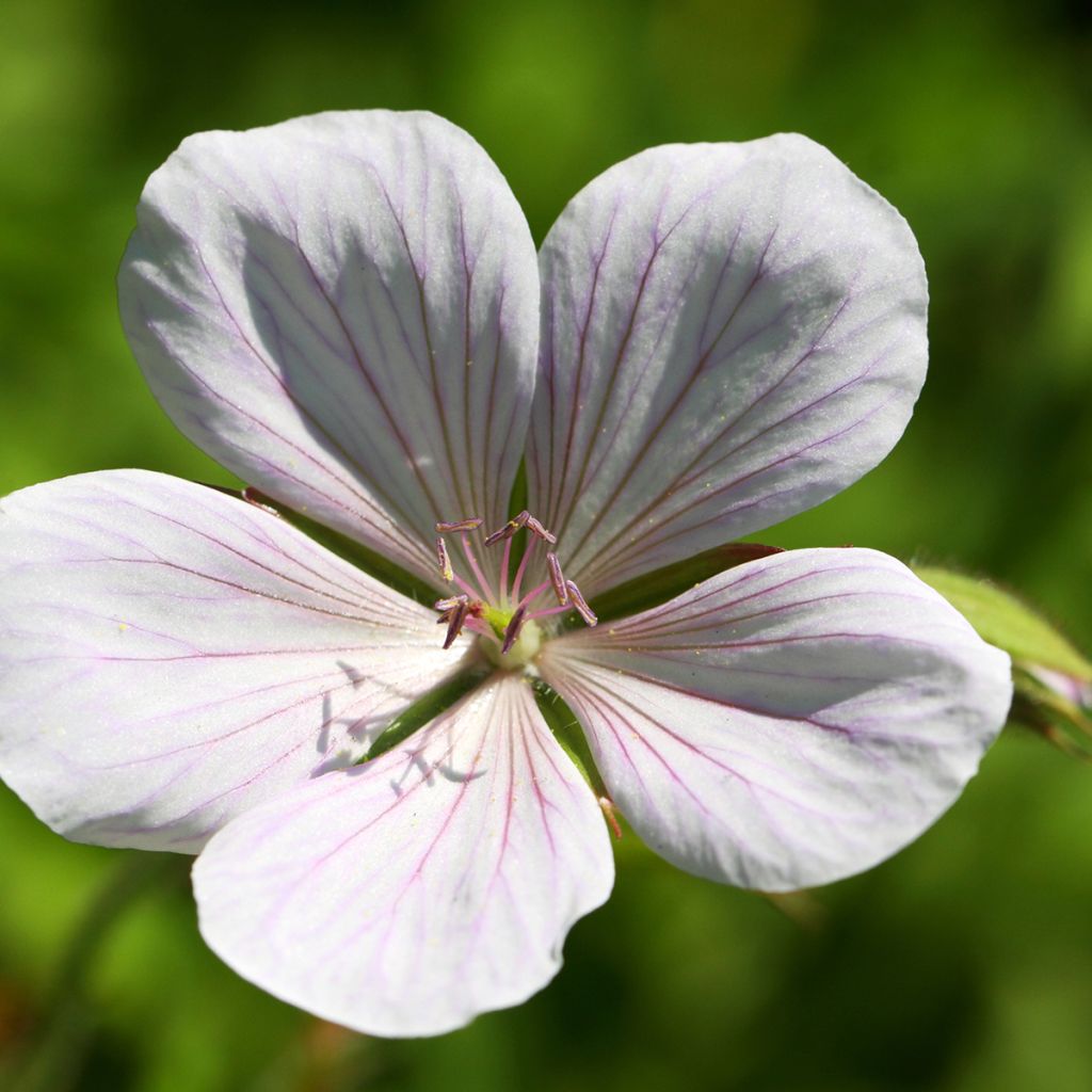 Kasmirinkurjenpolvi Kashmir White