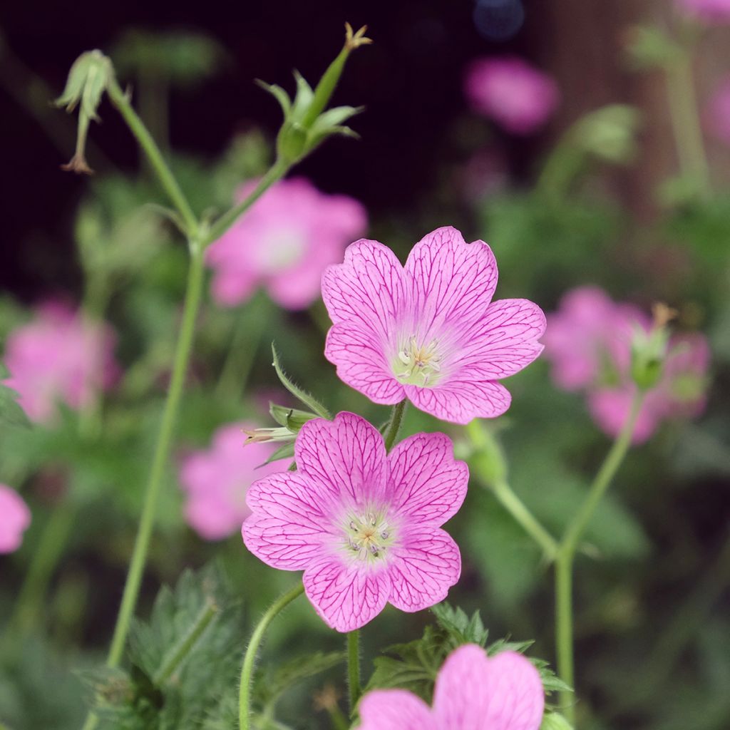 Espanjankurjenpolvi Wargrave Pink