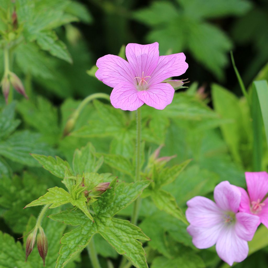Espanjankurjenpolvi Wargrave Pink