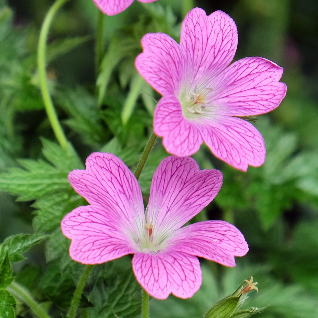 Espanjankurjenpolvi Wargrave Pink