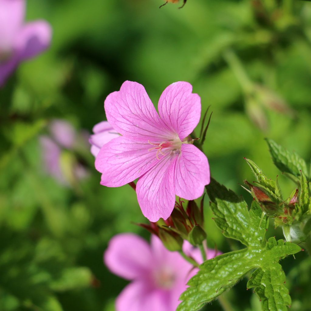 Espanjankurjenpolvi Wargrave Pink